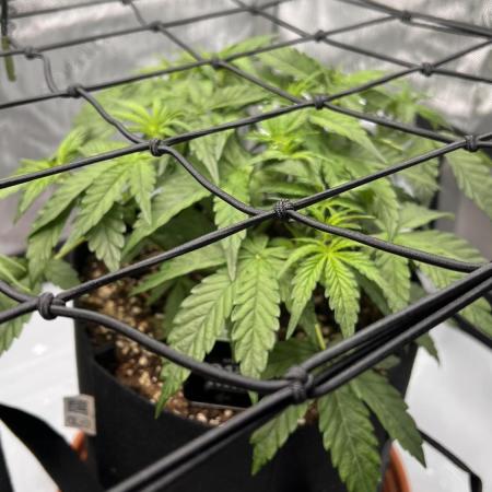 Piece of Cake - Miss Frostina