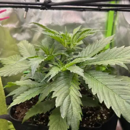 Puff, Puff, Pow! – Divine Seeds 25