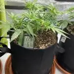 Strong & Stony – Miss Titanica