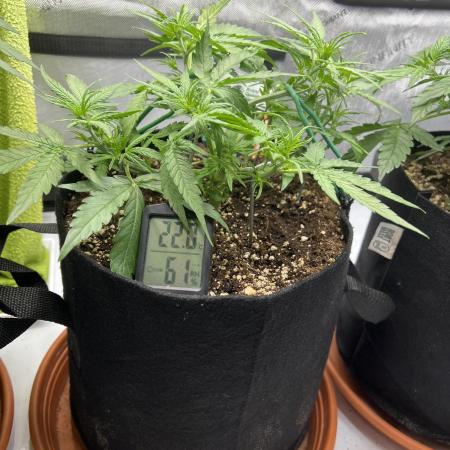 Strong & Stony – Miss Titanica