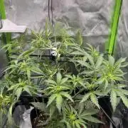 Ghost in the Grow – Lady Frostbite