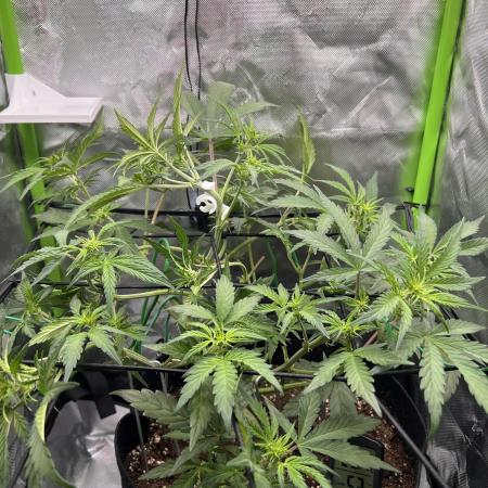 Ghost in the Grow – Lady Frostbite