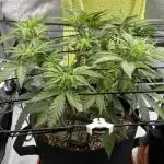 Jack the Tripper – Lady Hazel