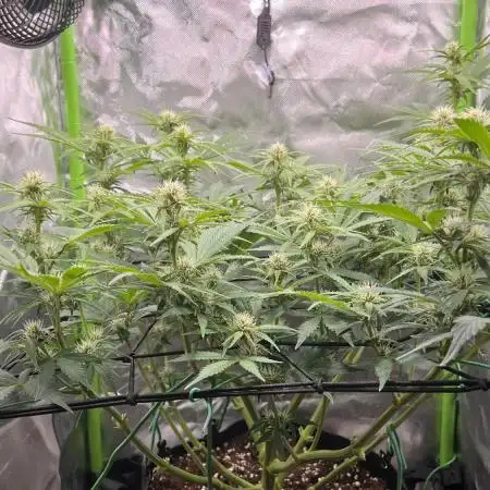 Puff, Puff, Pow! – Divine Seeds 25