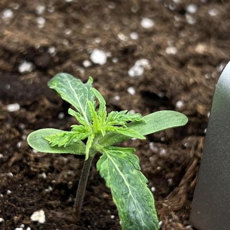 Puff, Puff, Pow! – Divine Seeds 25