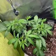Ghost in the Grow – Lady Frostbite