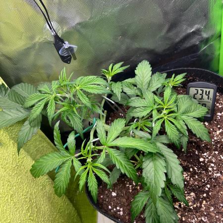 Ghost in the Grow – Lady Frostbite