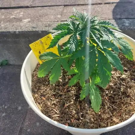 Blueberry Auto GER Summer2025