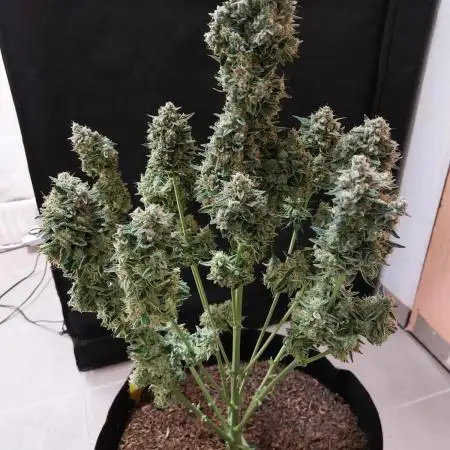 Purple Punch Auto indoor (short(