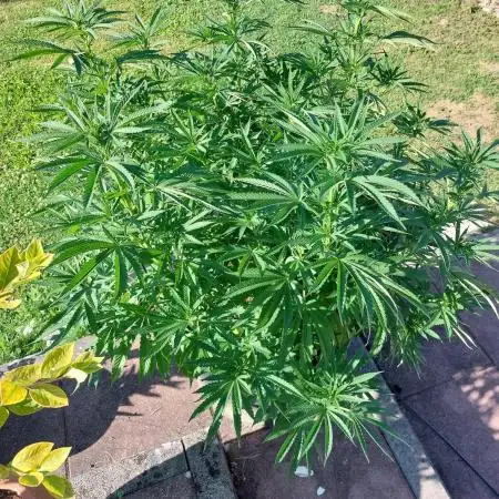Runtz GER Summer2025