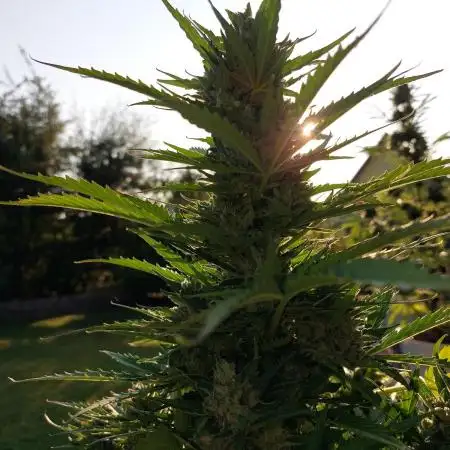 Blueberry Auto GER Summer2025