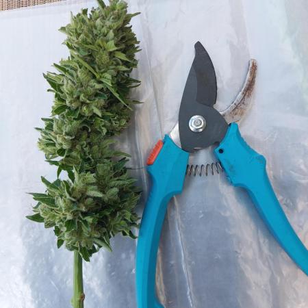 Blueberry Auto GER Summer2025