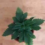 Gelato indoor