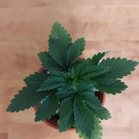 Gelato indoor