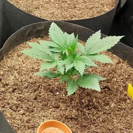 Purple Punch Auto indoor (short(