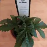 Bananakin Skywalker indoor