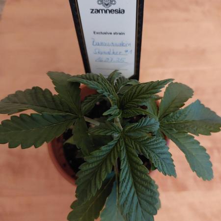 Bananakin Skywalker indoor