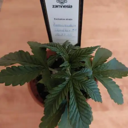 Bananakin Skywalker indoor