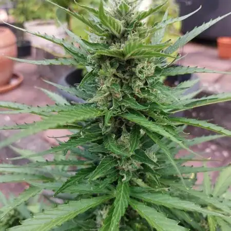 Blueberry Auto GER Summer2025