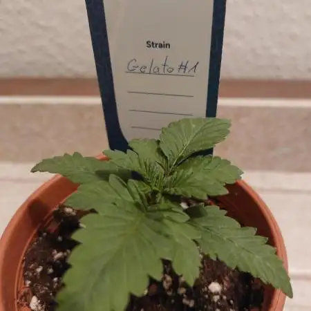 Gelato indoor