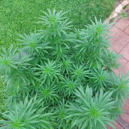 Runtz GER Summer2025