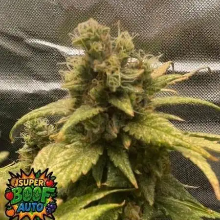 Low Budget Grow (175€)