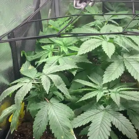 Vampire OG + Mongolomania - Hoku Seed