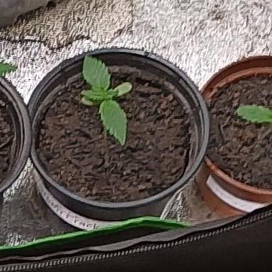 Living Soil: NYC Diesel, Super Mad Sky Floater, Watermelon Weddingcake