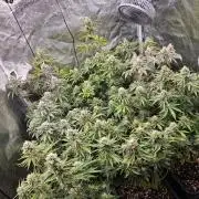 Sea of green