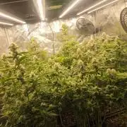Sea of green