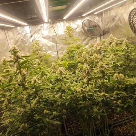 Sea of green