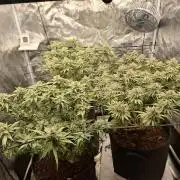 Topping LST Projekt