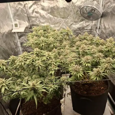 Topping LST Projekt
