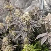 Sea of green