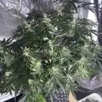 Tical or Zamnesia? Or is it Honey?