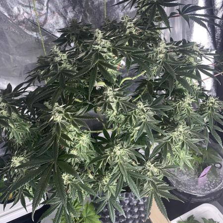 Tical or Zamnesia? Or is it Honey?