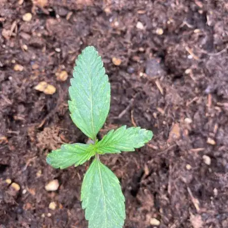 Auto Blueberry