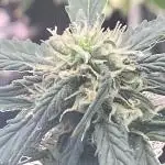 A High-Speed Journey with Divine Seeds