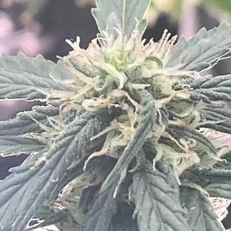A High-Speed Journey with Divine Seeds