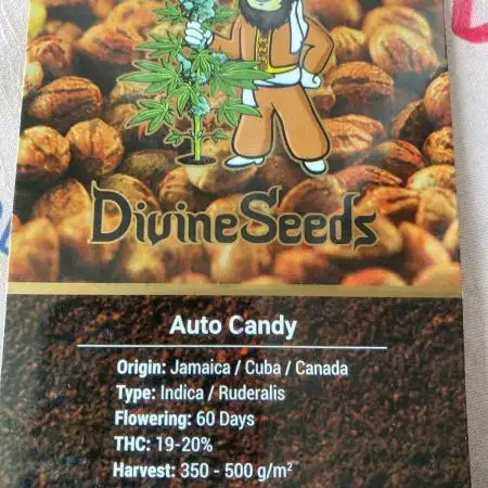 Auto Candy : A Sweet Grow Report