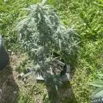 A High-Speed Journey with Divine Seeds
