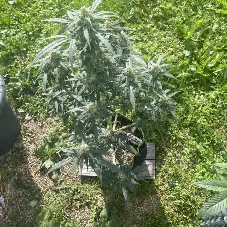 A High-Speed Journey with Divine Seeds