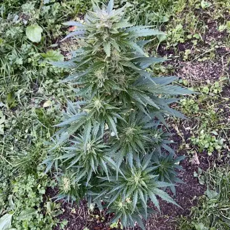 White Widow: Diary of a frosty queen