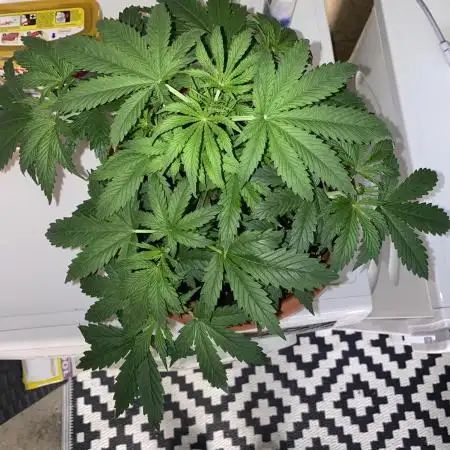 Auto Opium by Divine Seeds
