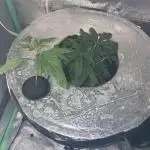 Some LPC1xBubblegum Test Grows