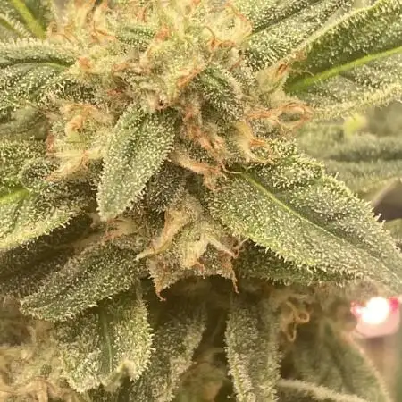 Auto Blueberry