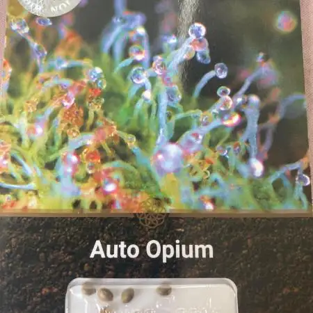 Auto Opium by Divine Seeds