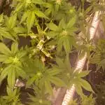A Misteriuosly Journey with me and Sativa Seeds and Dutch Passion