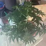 Auto Opium by Divine Seeds