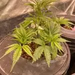 Lets smoke Opium together